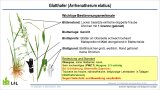 Zeichnung einer Graspflanze mit Beschriftung der Erkennungsmerkmale