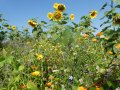 bunt blühende Blumen in zwischen einem Sonnenblumenfeld