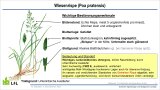 Zeichnung einer Graspflanze mit Beschriftung der Erkennungsmerkmale