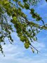 Grüne Zweige vor blauem Himmel