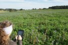 Sehr guter Bedeckungsgrad der Zwischenfrucht