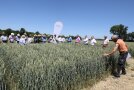 Das Bild zeigt eine Gruppe von Landwirten bei der Führung im Winterweizenversuch.