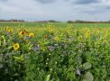 gelb und lila blühende Zwischenfruchtmischung auf einem Feld im Oktober