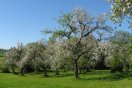 Blühende Streuobstwiese