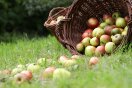 Umgefallener Korb mit Äpfeln auf einer Wiese.