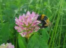 Eine Hummel sitzt auf einer Rotkleeblüte