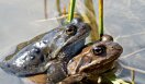 Ein Moorfrosch-Pärchen bei Paarung. 