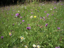 Wiese mit Wiesen-Flockenblumen, Margeriten und anderen Pflanzenarten