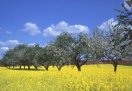 Streuobstbäume in einem blühenden Rapsfeld