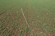 In einem Feld mit kleinen Pflänzchen liegt ein langer Stab und unterteilt an der Stelle das Feld in zwei Bereiche