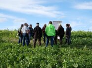 FInAL-Feldtag – Eine Teilnehmer-Gruppe informiert sich über Zwischenfruchtanbau