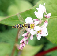 Langbauchschwebfliege auf Buchweizenblüte