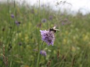 blühende Wiese mit Insekt