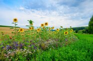 Gewässerrandstreifen mit vielen Blüten.