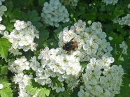 Hummel auf weißen Blüten an einem Strauch