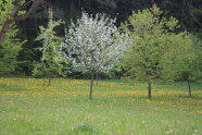 Streuobstwiese mit blühenden Obstbäumen