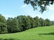 Baumhecke vor einer Wiese