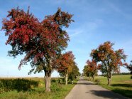 Birnenallee im Herbst