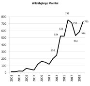 Wildgansstrecke im Maintal