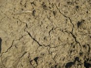 Nahaufnahme der Verschlemmungen und Trockenheitsrisse im gegrubberten Boden