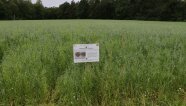 In einem Feld mit hohen Pflanzen steht eine Infotafel