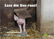 Ein Öko-Ferkel lugt aus einer Stallklappe nach draußen