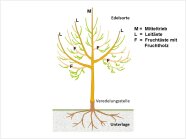 Aufbau eines Streuobstbaumes