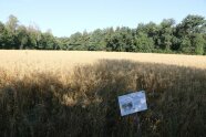 Feld mit bald erntereifem Hafer, angebaut im Gemenge mit Platterbsen