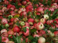 viele rote Äpfel liegen auf einer Wiese