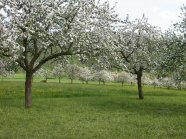 Die Streuobstwiese am Hang schützt vor Bodenerosion