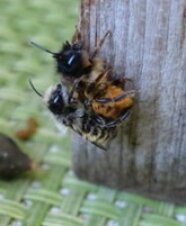 Rote Mauerbiene (Osmia bicornis) bei der Paarung an Nisthilfe