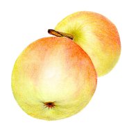 Apfel