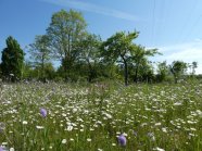 Blumenwiese vor einer Heckenreihe