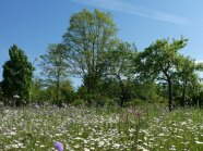 strukturierte Hecke vor blühender Wiese