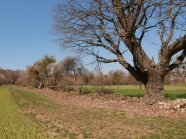 Wiese mit einer kleinen Mauer aus Lesesteinen