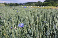 Weizenähren und Konrblumen.