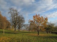 Streuobstwiese im Herbst