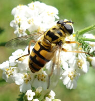 Totenkopfschwebfliege auf Scharfgabenblüte