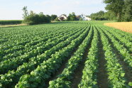 Angebaute Bohnen auf Feld