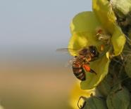 Biene beim Pollensammeln an einer Blüte