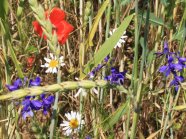 Getreide mit blühenden Ackerwildkräutern