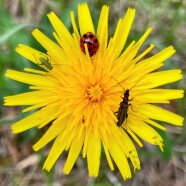 Gewässerrandstreifen fördern die Biodiversität