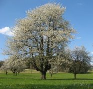 Blühende Kirschbäume im Landkreis Lindau