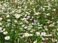 bunt blühende Wiese mit Schetterlingen