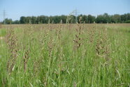 Grasbestand mit blühendem Rohrglanzgras.