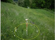 Aufnahmefläche des Grünlandmonitoring: 25 m² Kreis mit markiertem Mittelpunkt