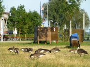 Wildgänse auf einer Badewiese