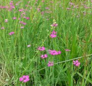 Wiesenvegetation mit Roter Lichtnelke