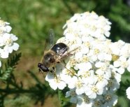 Mistbiene <i>(Eristalis sp.)</i> auf Schafgarbenblüte <i>(Achillea millefolium)</i>