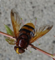 Hornissenschwebfliege <i>(Volucella zonaria)</i>